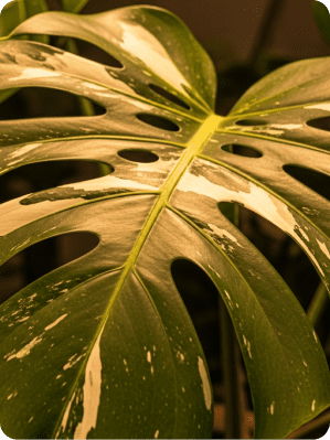 Monstera Thai Constellation variegated leaf closeup