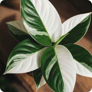 Calathea White Fusion with green and white variegated leaves
