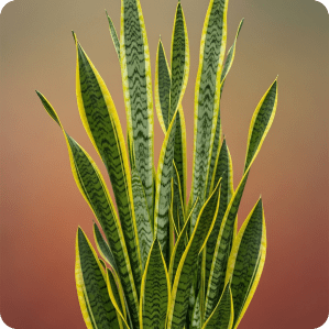 Variegated snake plant with yellow-edged leaves