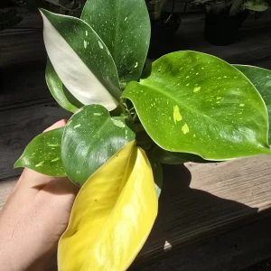 Philodendron Green Congo Nuclear Galaxy