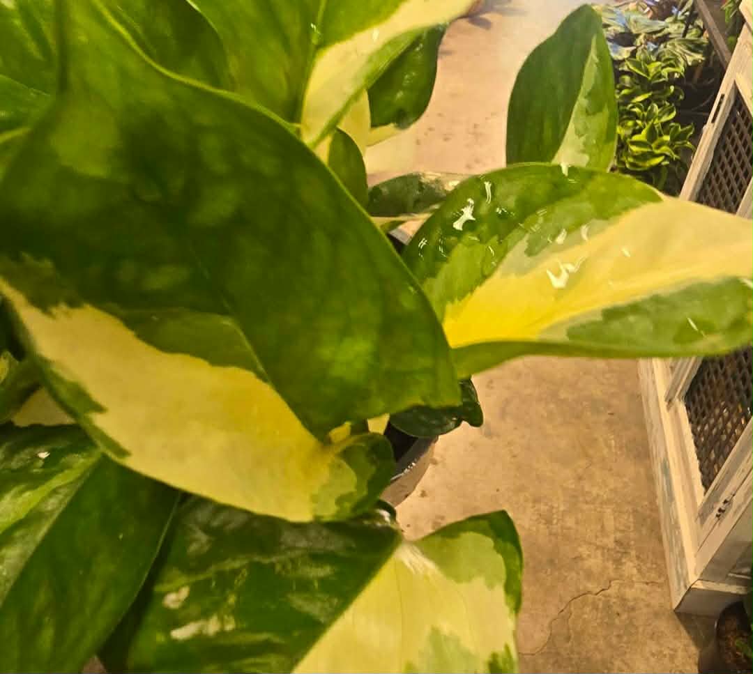 Manjula Pothos - Image 6