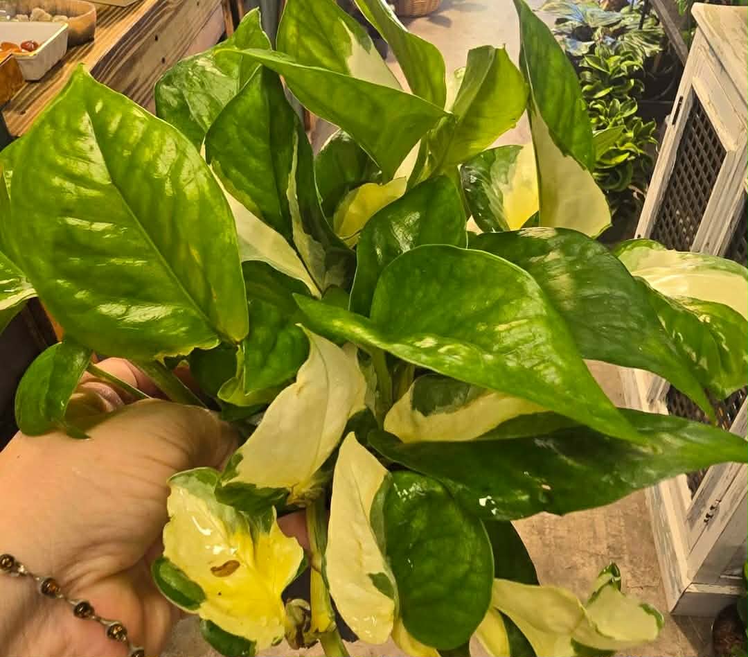 Manjula Pothos - Image 4