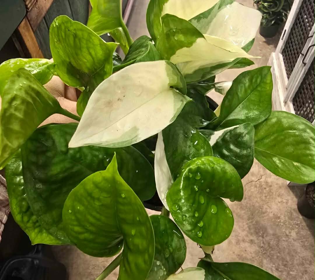 Manjula Pothos - Image 5