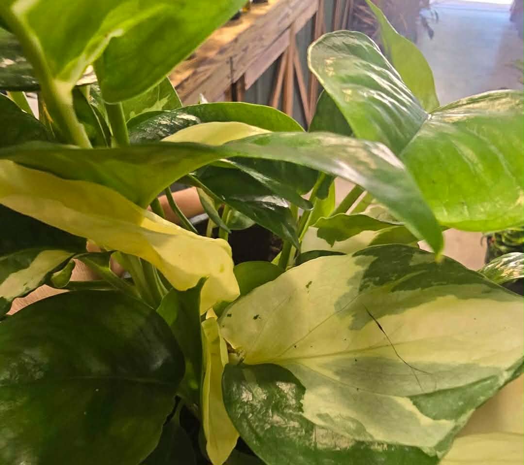 Manjula Pothos - Image 3