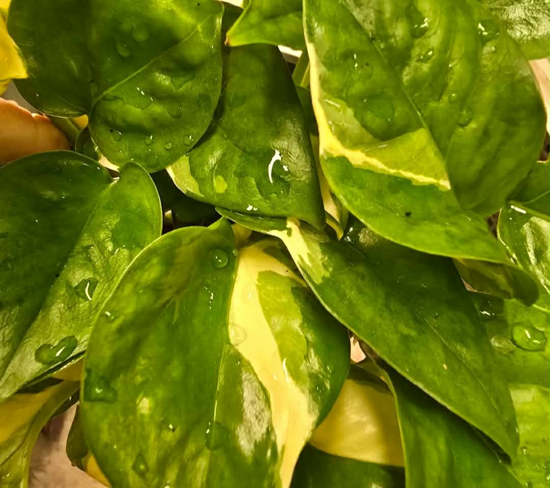 Manjula Pothos - Image 2