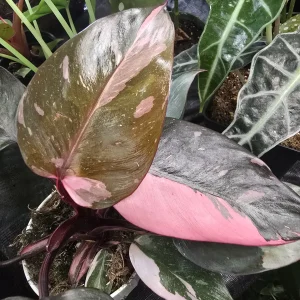 Philodendron Pink Princess Marble
