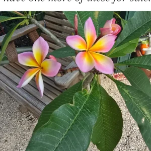 Dogbane Frangipani