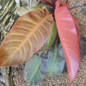 Philodendron Prince of Orange