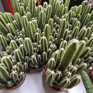 Ferry Castle Cactus