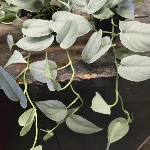 Skindapsus Platinum