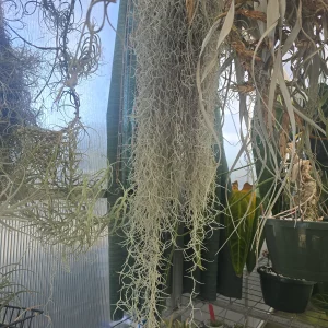 Tallansia Spanish Moss