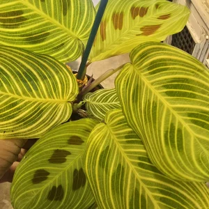 Marantha Gold Lines