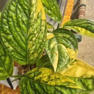 Monstera Variegated Peru