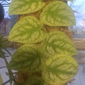 Monstera Dubia