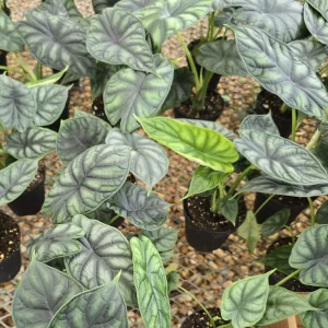 Alocasia Silver Dragon