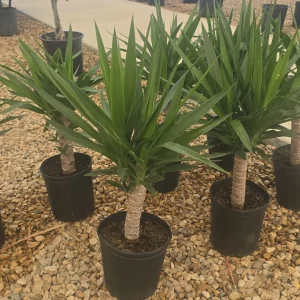 Yucca