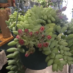 Donkey Tail
