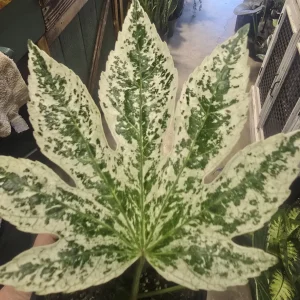 Fatsia Japonica