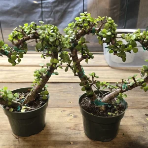 Portulacaria