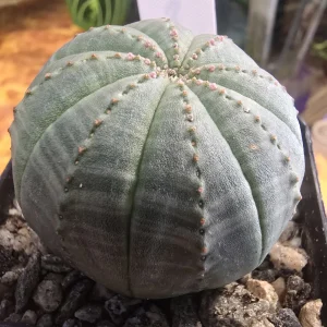 Euphorbia Obesa
