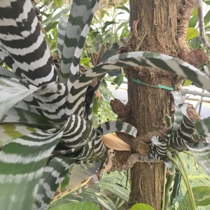 Bromelid Neoregelia
