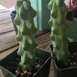 Booby Cactus