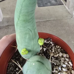 Penis Cactus