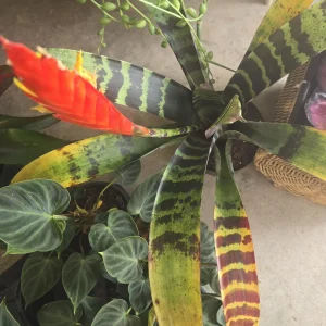 Bromeliad Neoregelia