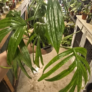 Monstera