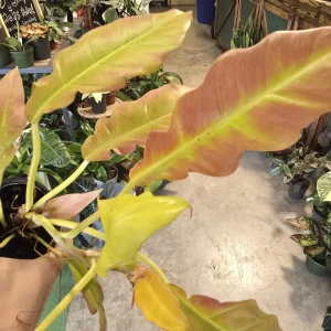 phil sunstressed golden