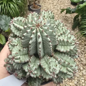 Cactus milk something