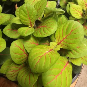 Philoden nerve plant