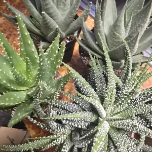 Decorative Aloe
