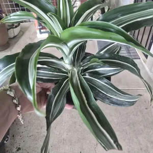 Dracaena White Jewel