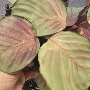 Marantha Calathea Blush