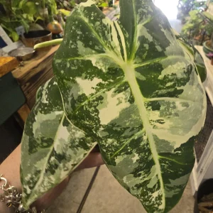 Alocacsia Variegated Fry DK