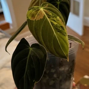 Philodendron Variegated Micans