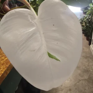 Philodendron Spilt Milk