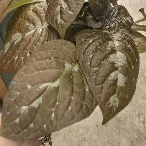 Chocolate Plant