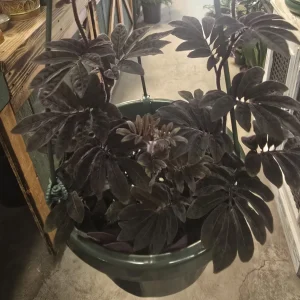 Variety