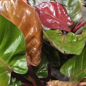 Philodendron Kathleen