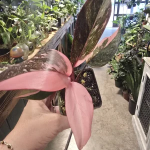 Alocasia reginula 'Black Velvet' / Polly for sale at Pflugerville Pfoliage & Plants nursery in Pflugerville, TX