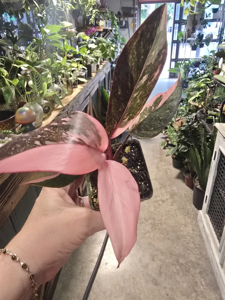 Alocasia reginula 'Black Velvet' / Polly for sale at Pflugerville Pfoliage & Plants nursery in Pflugerville, TX