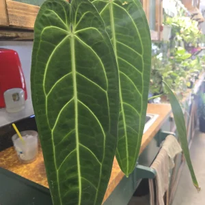 Anthereium Warocqueanum